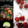 12x Natural Dried Whole Round Red Chilli Christmas Tree Decorations
